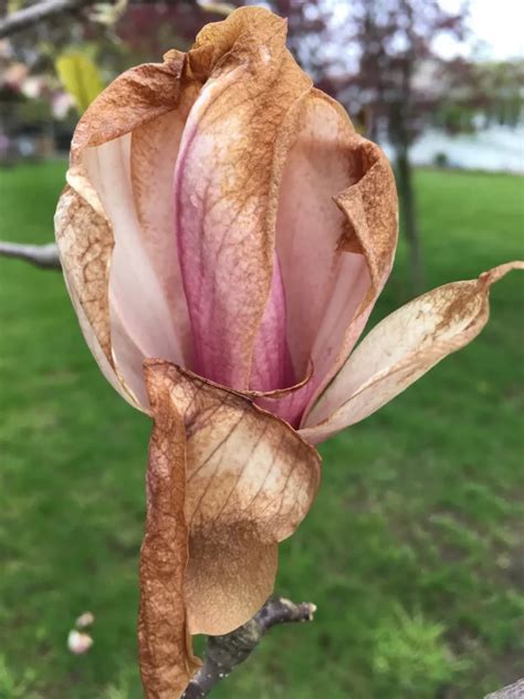 Spotlight: Barbara Bushey, Artist - Create Whimsy