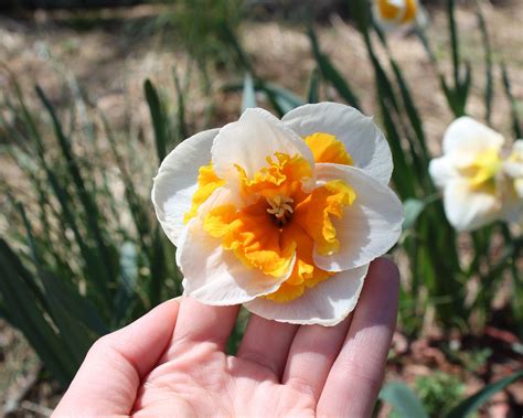 Narcissus 'Love Call' bulbs — Buy online at Farmer Gracy UK