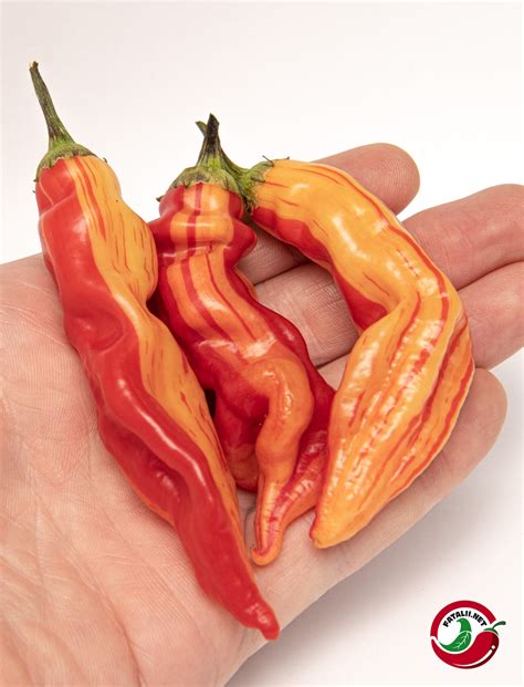 Sugar Rush, Stripey » Fatalii Seeds