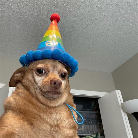 Cheddar on Instagram: "No one came to his party * * * * * * * # ...