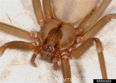 Dapsone Brown Recluse at Sabrina Swensen blog