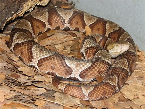 Venomous Snakes In Kentucky Map at Jorja Helms blog