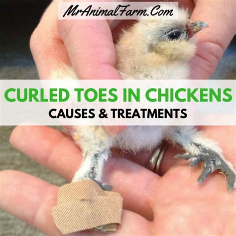 Curled Toes in Chickens - Causes and Treatment - Mranimal Farm