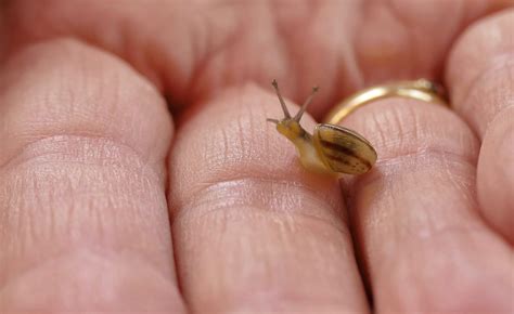 Can Snails Reproduce Asexually? | SnailPedia