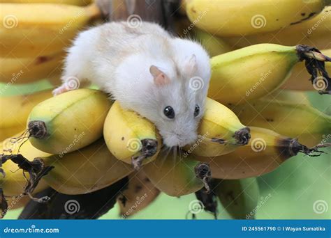 A Campbell Dwarf Hamster Eating a Ripe Banana on a Tree. Stock Photo ...