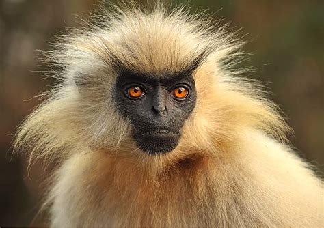 Gee’s Golden Langur (Trachypithecus geei) - Critically Endangered ...