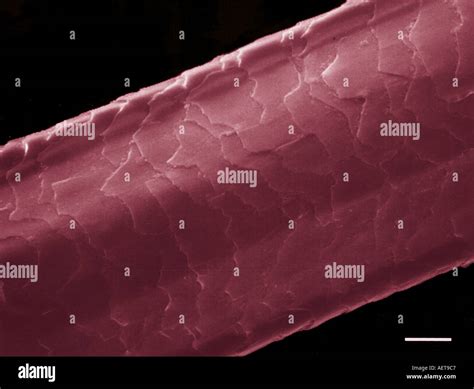 Red Hair Under Microscope | atelier-yuwa.ciao.jp