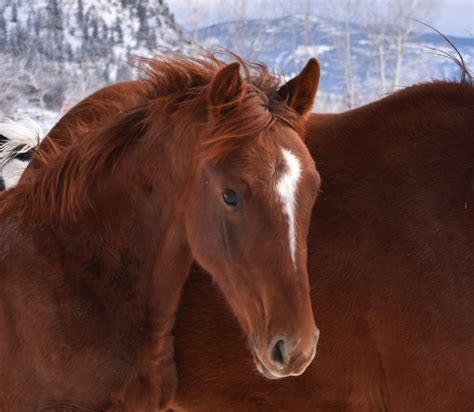 Belgian Warmblood | Warmblood Sales