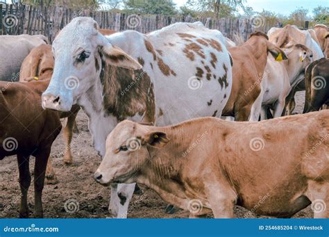 Group of Brown Cows Outdoors Stock Photo - Image of domestic, milk ...