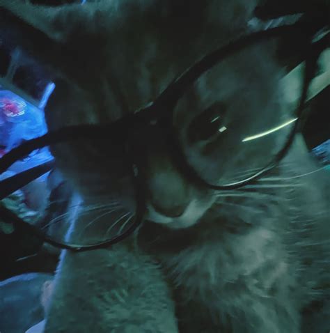 #cat #glasses #silly | Cat memes, Cat profile, Pretty cats