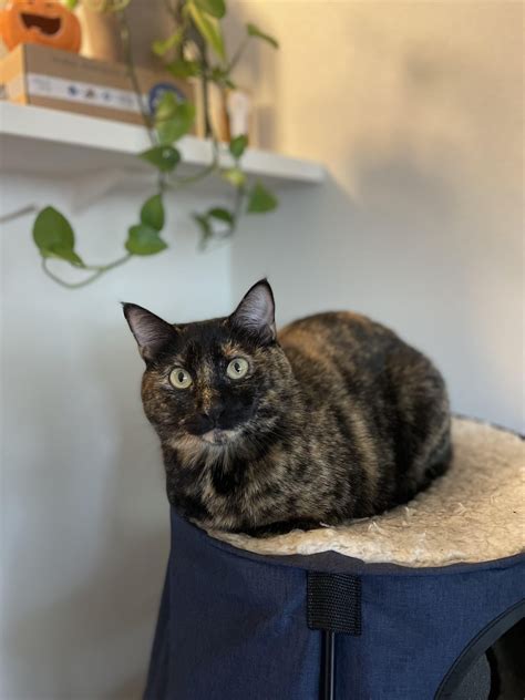 Photos of my sweet Suki : r/torties