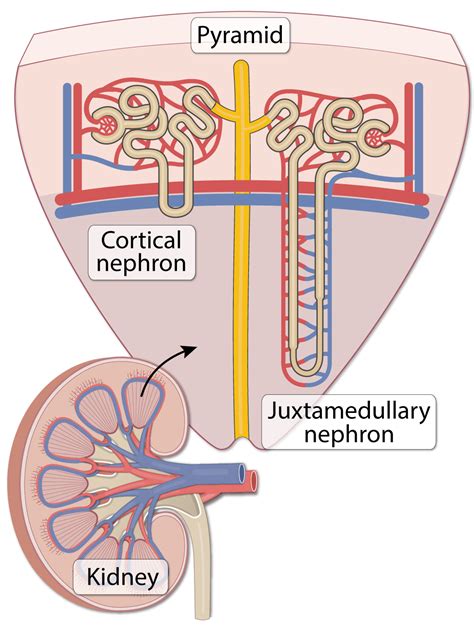 Kidney: Microanatomy (Lesson) - Human Bio Media