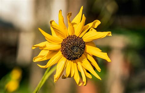 Elegant Flowers Wallpapers Photos, Download The BEST Free Elegant ...