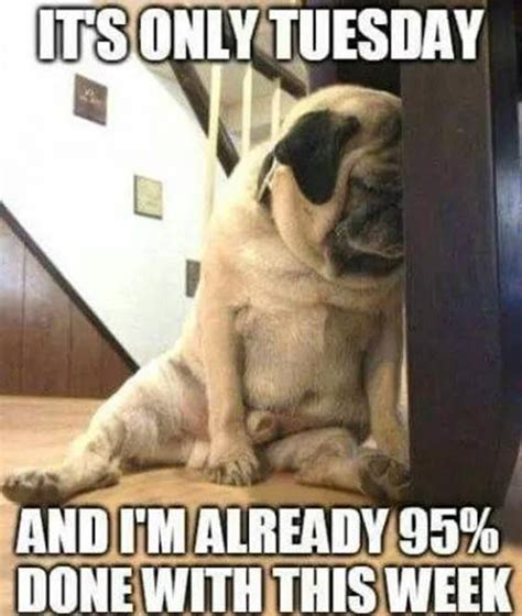 75 Funny Tuesday Memes | Happy Tuesday Quotes With Images - DailyFunnyQuote