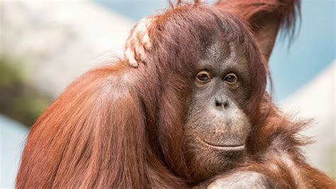How Strong Are Orangutans? Strength Compared to Humans and Other Animals