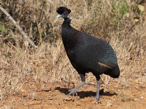 African Guinea Fowl
