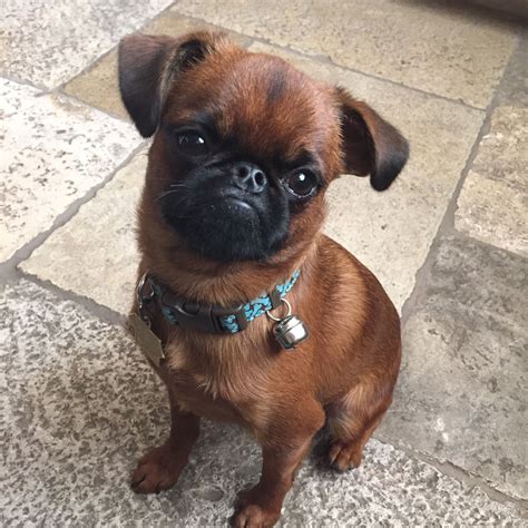 Naughty Monkey Dog, Petit Brabancon, Brussels Griffon