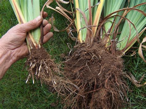 World of Irises: Growing Japanese Iris: Transplanting