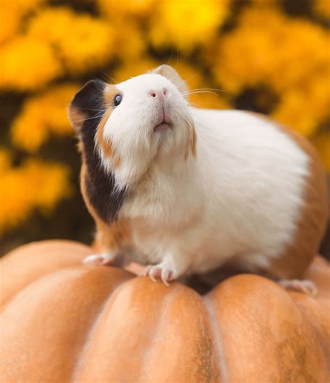 Cute Guinea Pigs X