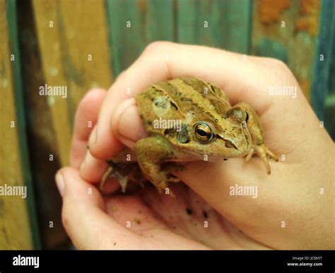 Frog in the hands. A green toad from warts. Beliefs. Photo for your ...