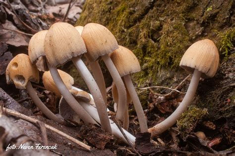 CROmushrooms - Rod: Coprinellus