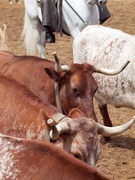 Spanish Longhorn Cattle