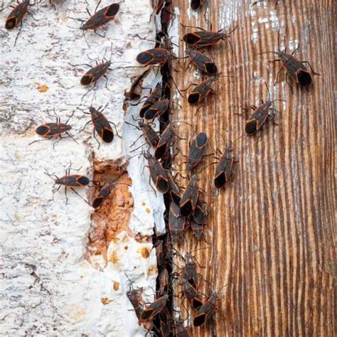 Are Boxelder Bugs Harmful