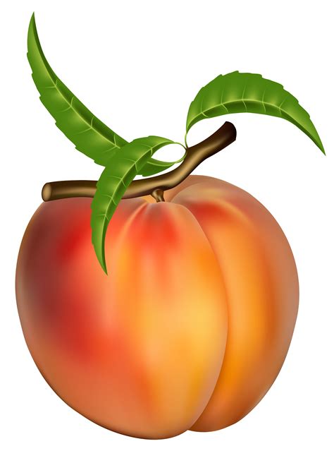 Peach Clip Art Images PNG Transparent Background, Free Download #41697 ...