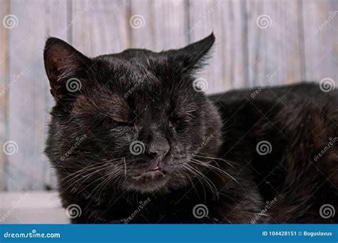 Old, lazy cat. stock image. Image of weary, mound, white - 104428151