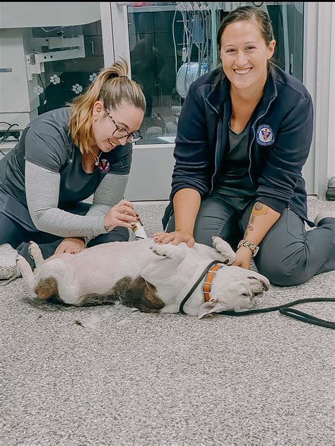 Veterinarians in Coatesville, PA - Brandywine Valley Veterinary Hospital