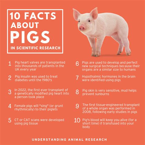 The Surprising Nutritional Value Of Pig Blood Explained