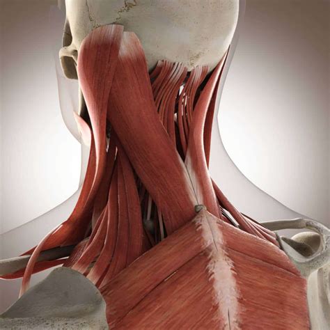 Symptoms Of Torn Neck Muscle