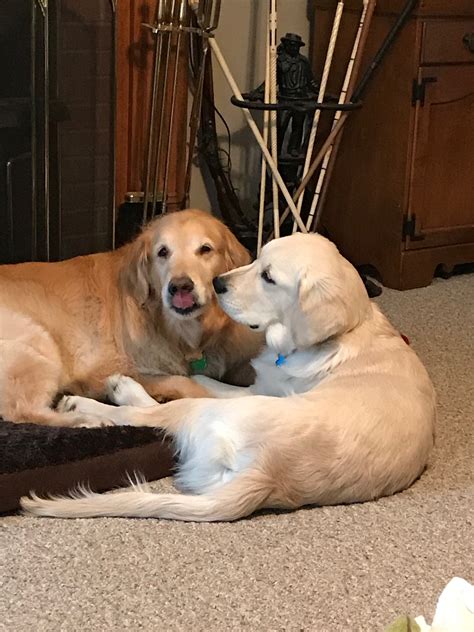 Whats The Difference Between Male And Female Golden Retrievers