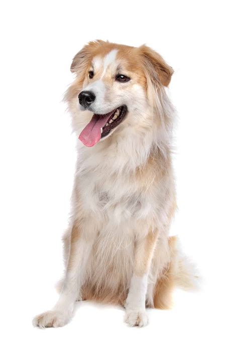 Lab Golden Retriever Border Collie Mix at Daniel Mcbryde blog