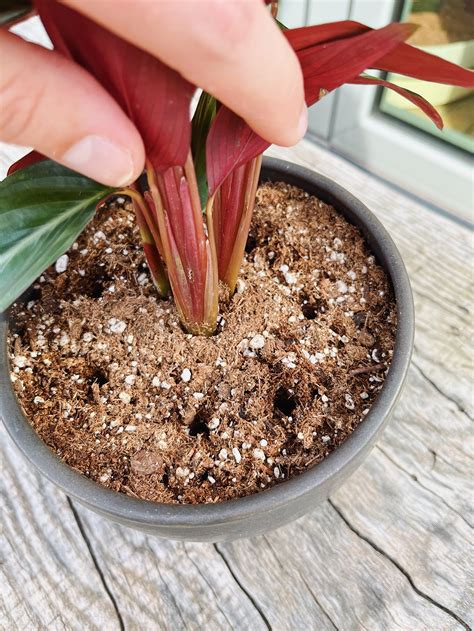 How to Aerate Soil in Pots | Step by Step Guide (2026)