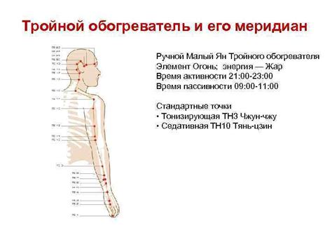 Цзан-Фу органы 5 чжан и 6 фу