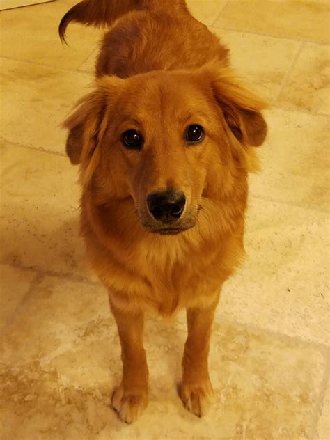 Meet Bo. Shes our adopted lab-chow mix that's 6 months old and 40 lbs ...