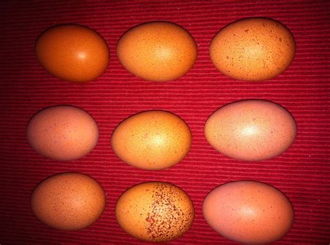 Welsummer Egg Pics Showing Color Contrast Backyard