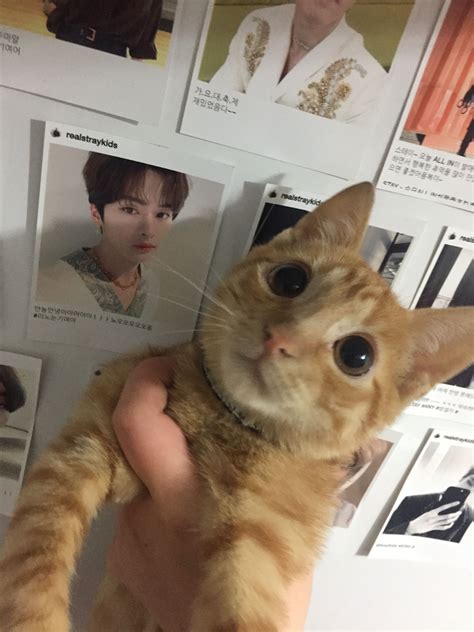 lee know cat | Gatitos divertidos, Animales bonitos, Imagenes de ...