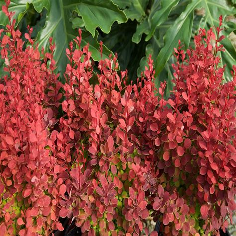 Berberis Thunbergii Orange Rocket Japanese Barberry | SiteOne