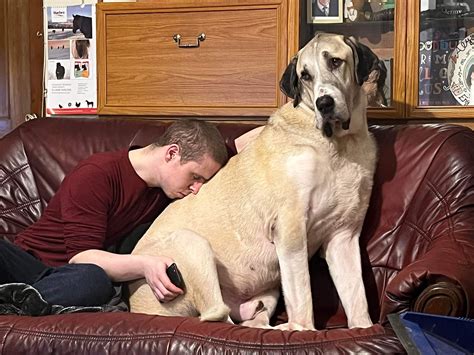 At 94.5kg (208lbs) I reckon our Sam is the largest Anatolian Shepherd ...