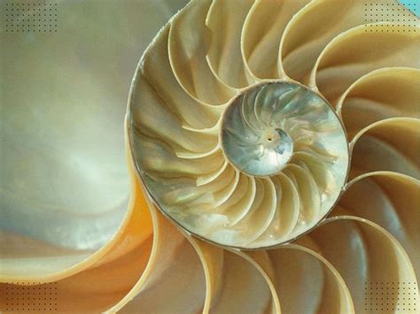 10 Spiritual Meanings of Spiral and Symbolism - What Spiritual