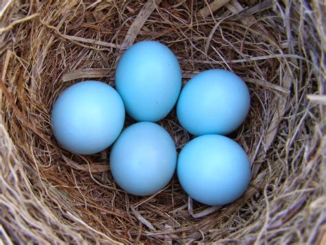 What Color Are Blue Jay Eggs at Albert Pietsch blog