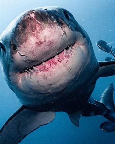 Great white sharks often have tremendous scarring across their head and snout. This is usually ...