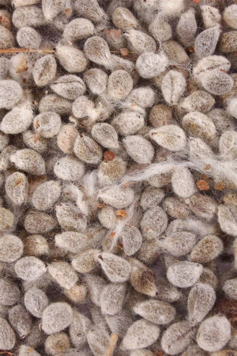 Cotton Seeds Close Up Photograph. Stock Photo - Image of drink ...