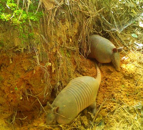 Where Do Armadillos Live