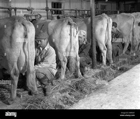 Milking cows by hand hi-res stock photography and images - Alamy