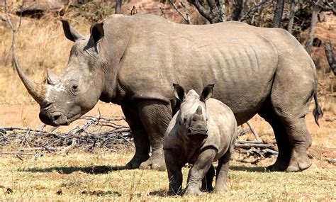 New tax incentive might be just what’s needed to save SA’s threatened species - endangered fish in south africa