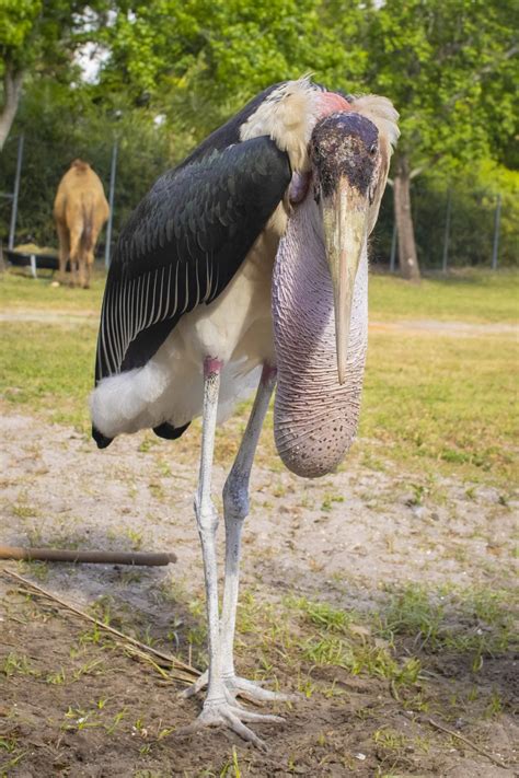 Marabou Stork | FictionRulezForever Wiki | Fandom