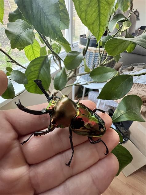 Rainbow Stag Beetle
